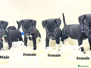 Patterjack dogs 5 star rated, licensed & Registered professionals - Advert 1