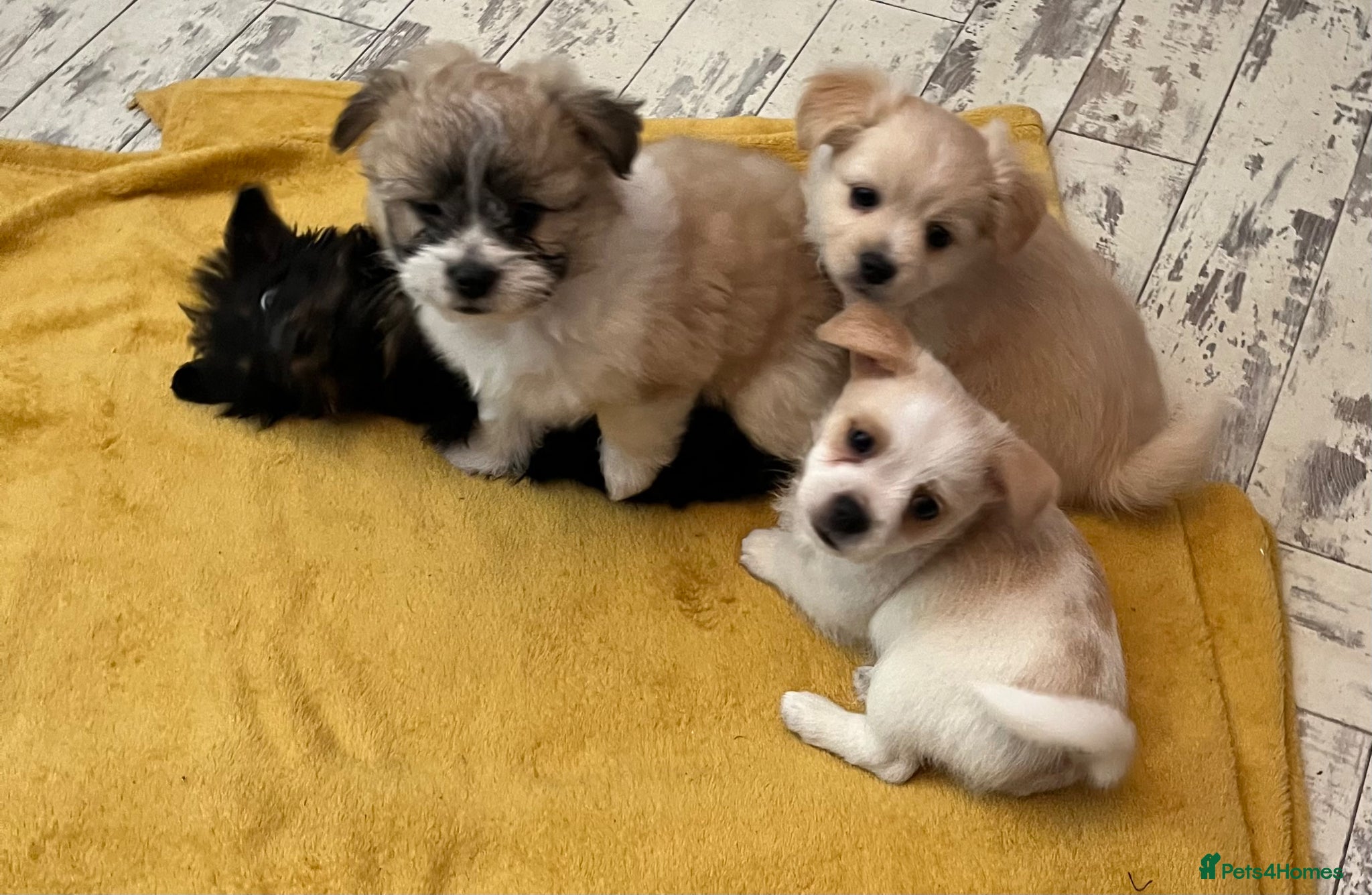 Mixed Breed dogs POMCHI X BABIES READY TO GO  - Advert 6