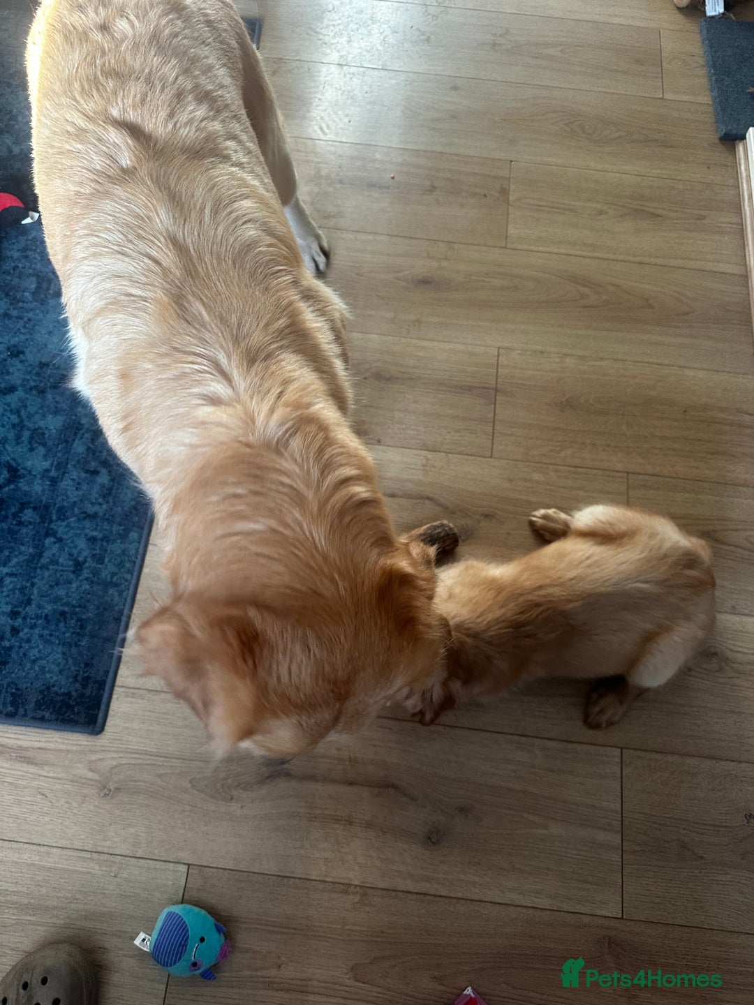 Mixed Breed dogs for sale: Golden retriever x Irish red setter pups 🐶  - Advert 8