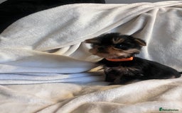 Yorkshire Terrier dogs for sale: Pure Yorkshire Terrier puppies for sale  - Image 3