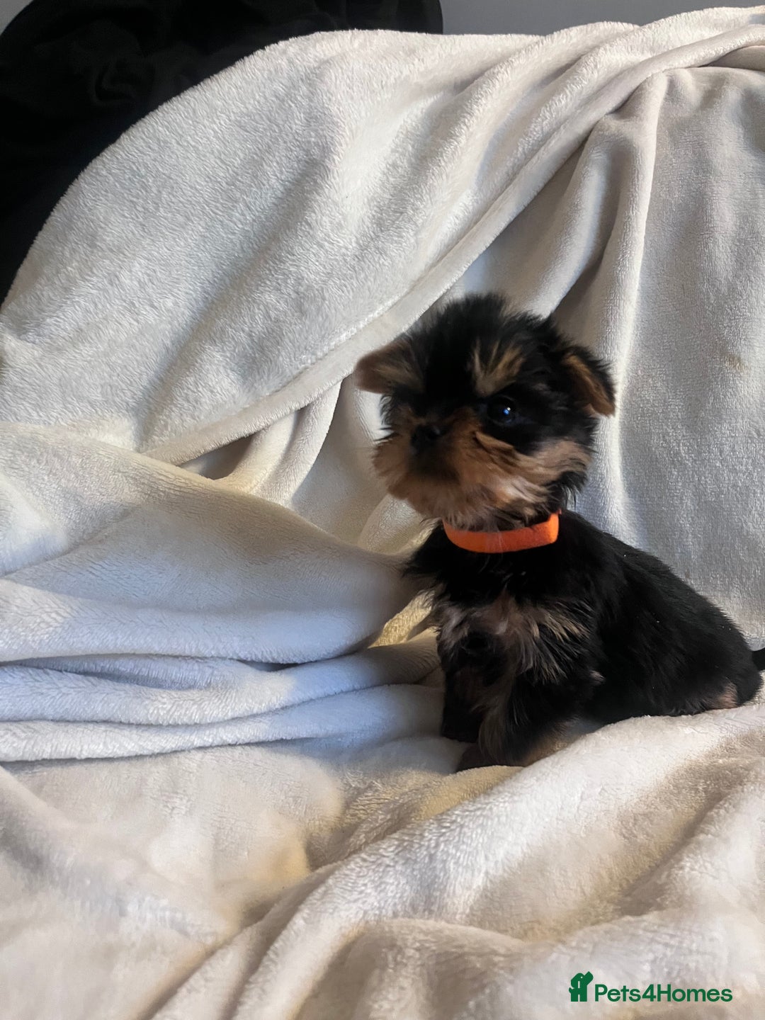 Yorkshire Terrier dogs for sale: Pure Yorkshire Terrier puppies for sale  - Image 3