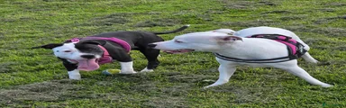 Staffordshire Bull Terrier 1