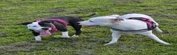 Staffordshire Bull Terrier dogs for sale: Luna  - Advert 11