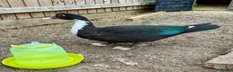 Ducks poultry for sale: Pair of Muscovys  - Advert 6