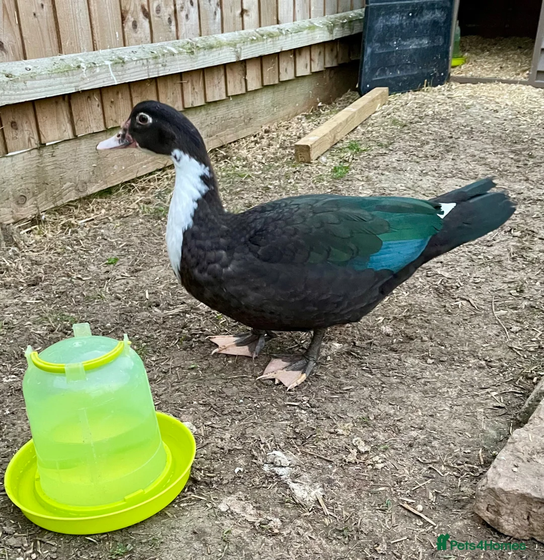 Ducks poultry for sale: Pair of Muscovys  - Advert 6
