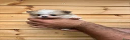 Pomeranian dogs for sale: TINY🏆 Merle & cream Pomeranian 🐾puppy’s   - Advert 13