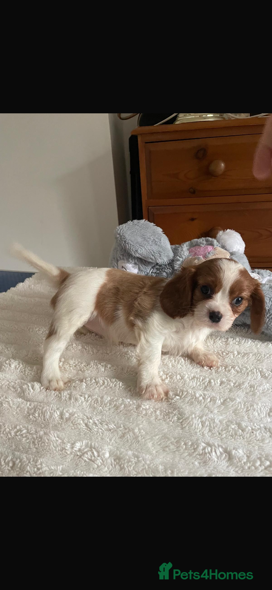 Cavalier King Charles Spaniel dogs for sale: Cavalier King Charles spaniels  - Image 3