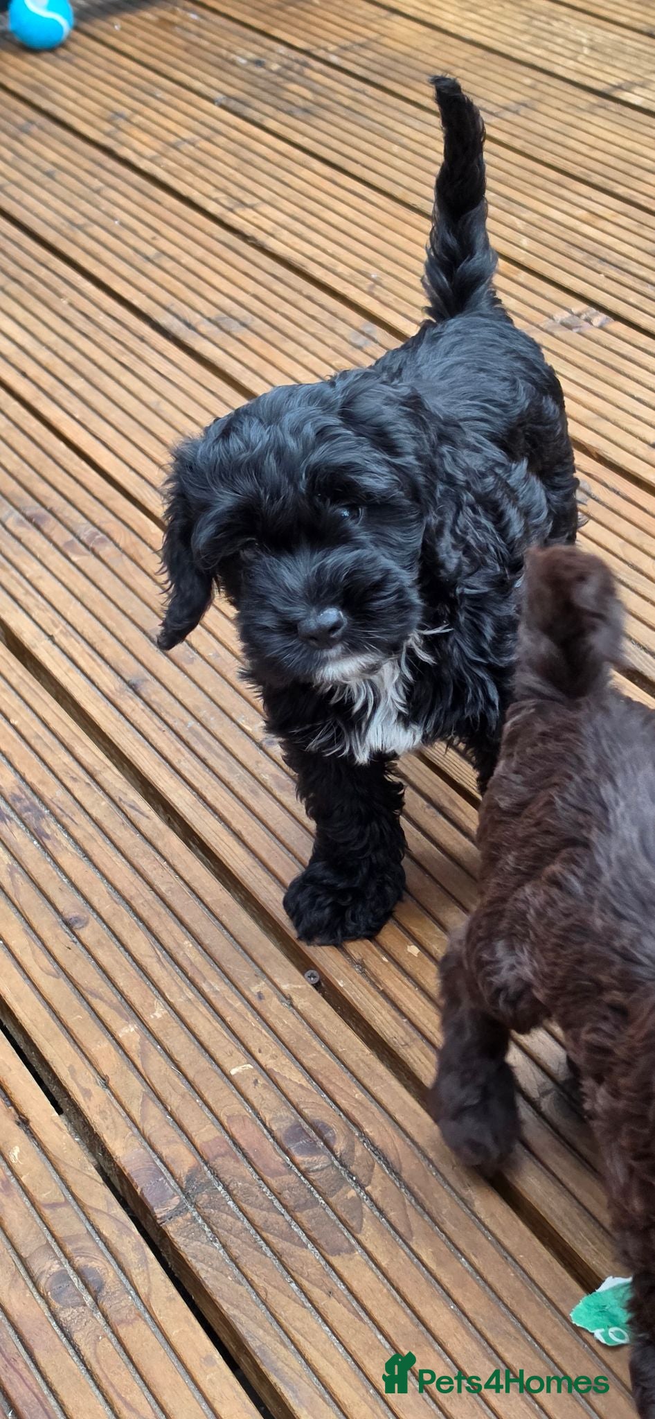 Cockapoo dogs ❤️2 left READY NOW 😍 Female Cockerpoo Puppies 🐶  - Advert 3