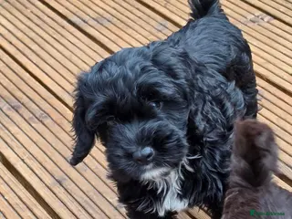 Cockapoo dogs ❤️2 left READY NOW 😍 Female Cockerpoo Puppies 🐶 - Advert 3