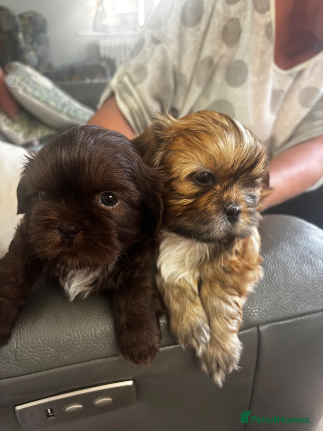 Shih Tzu dogs for sale: 2 beautiful Shih Tzu puppies for sale in Telford - Advert 1