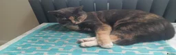 British Shorthair cats for sale: 2 FEMALE CATS FOR SALE  in Spalding - Advert 11