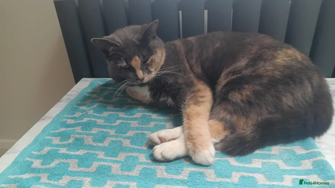 British Shorthair cats for sale: 2 FEMALE CATS FOR SALE  in Spalding - Advert 11