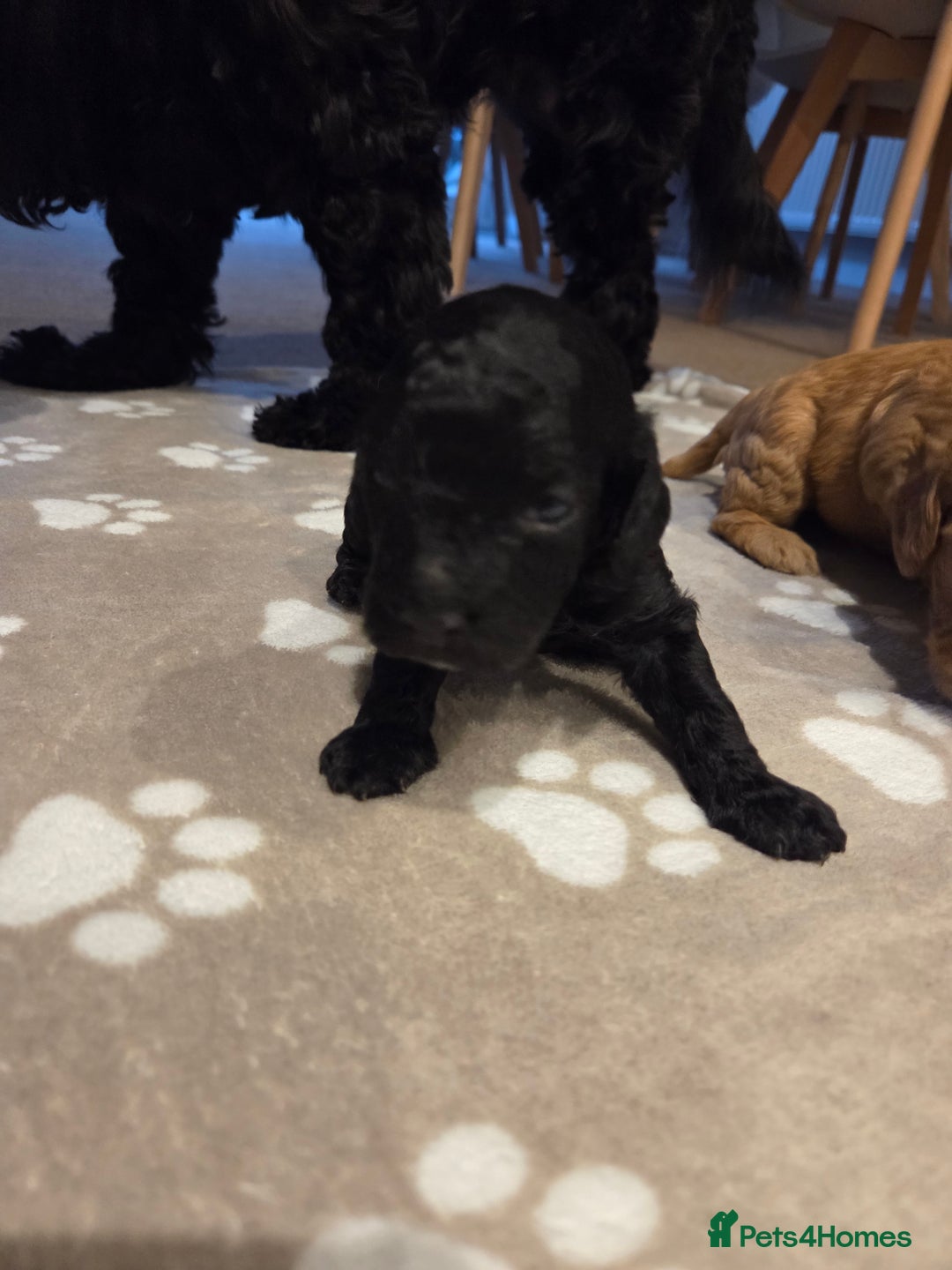 Cockapoo dogs for sale: Cockapoo Puppies  - Advert 5