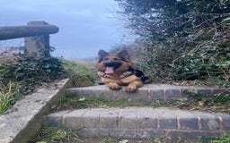 German Shepherd dogs for sale: German Shepherd Looking for Her Forever Home - Image 5