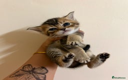 British Shorthair cats for sale: BRITISH SHORT HAIR FOR SALE !! - Image 1