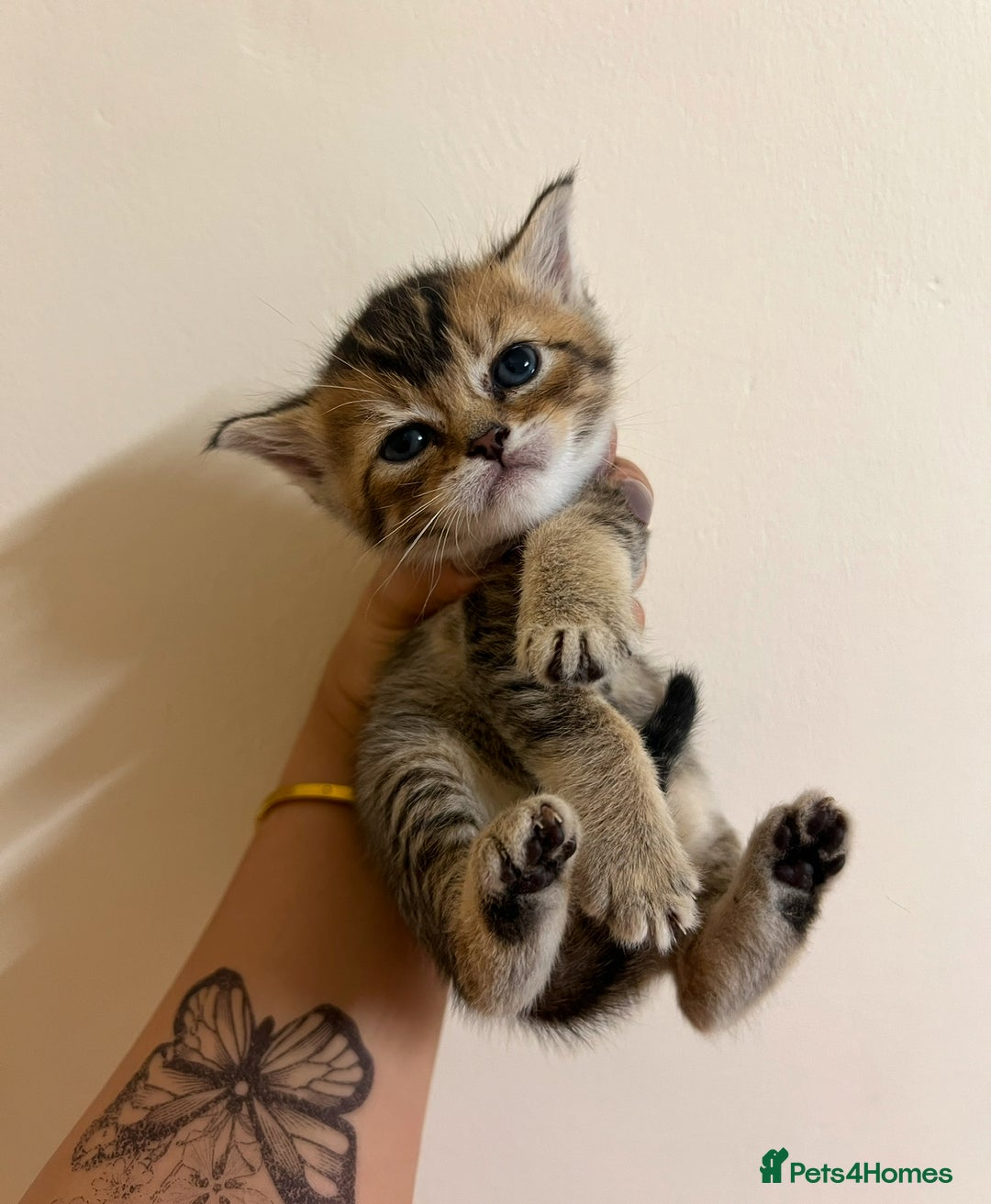 British Shorthair cats for sale: BRITISH SHORT HAIR FOR SALE !! - Image 1
