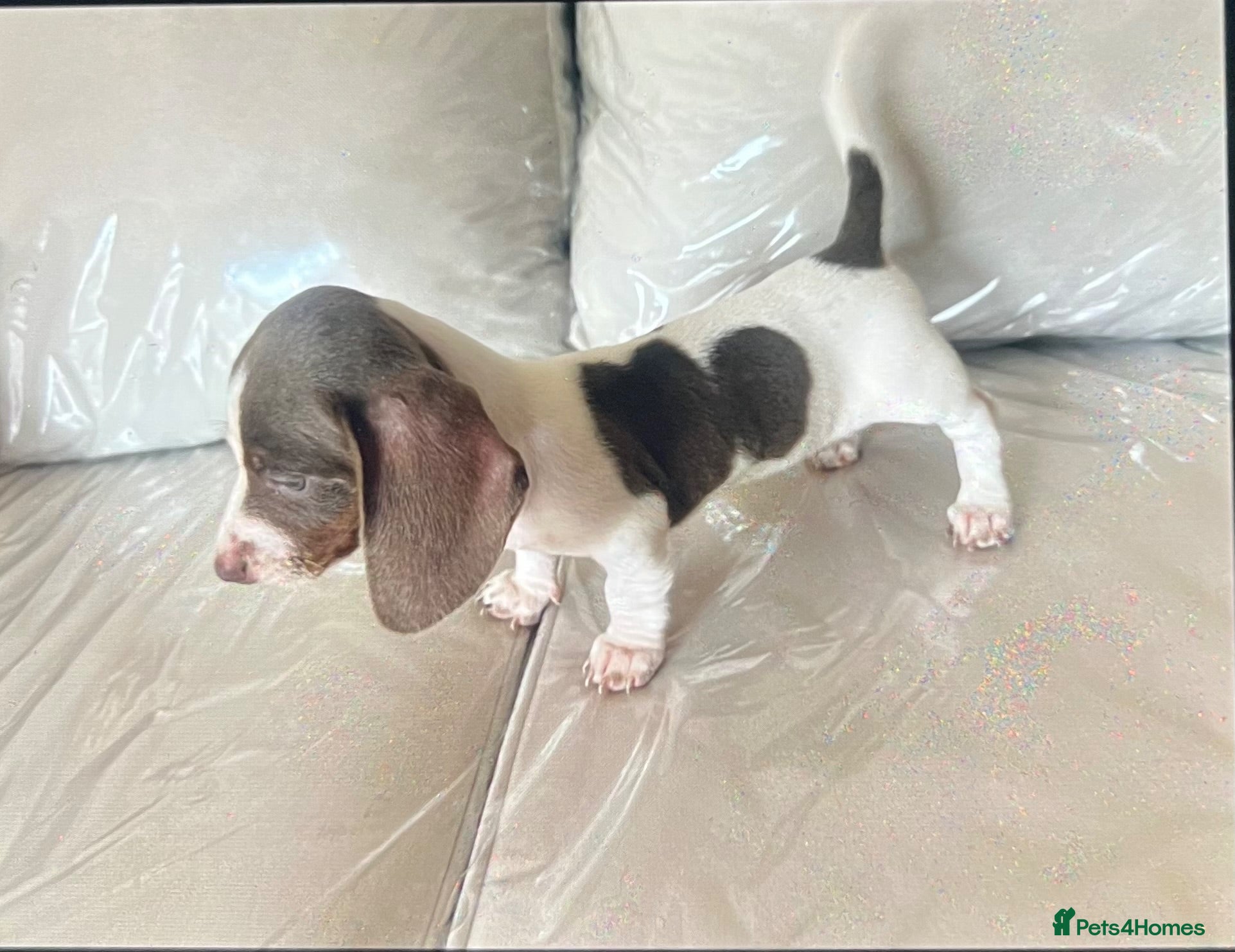 Miniature Dachshund dogs Piabald miniature dachshund  - Advert 1