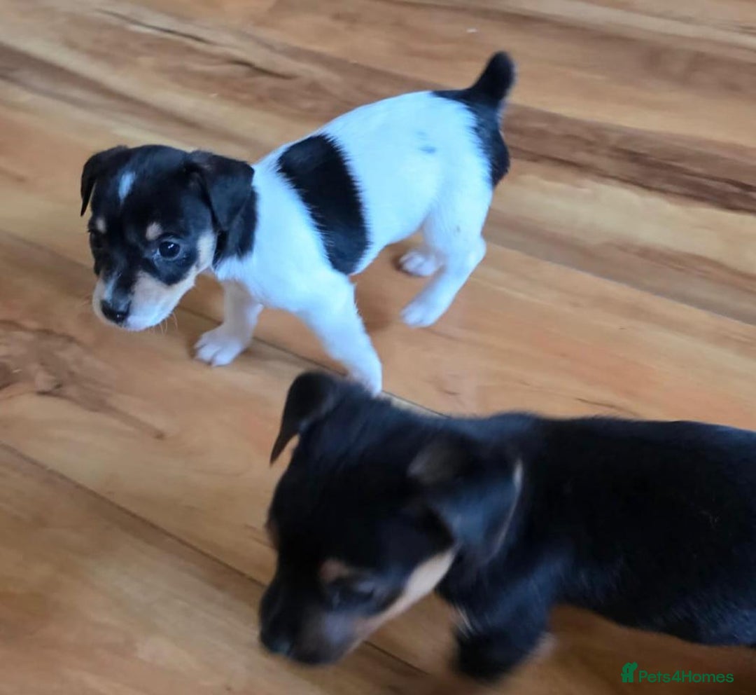 Jack Russell dogs for sale: Jack Russell Puppies - Image 2
