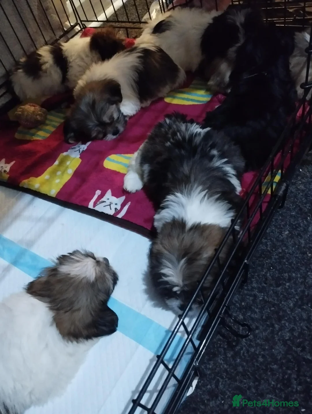 Lhasa Apso dogs for sale: Lhasa pups for sale - Advert 10