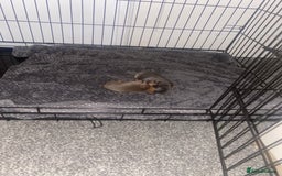 Dachshund dogs for sale: Beautiful mini dashound - Image 9