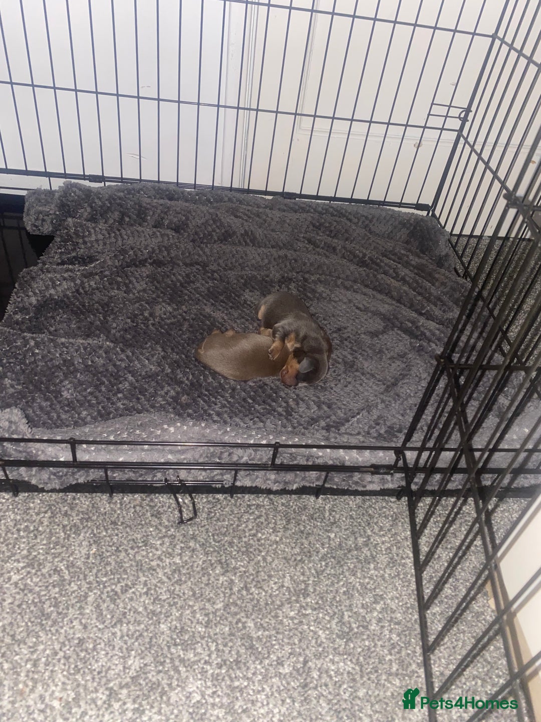 Dachshund dogs for sale: Beautiful mini dashound - Image 9