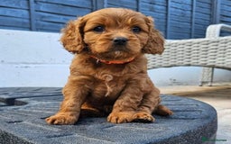 Cavapoo dogs for sale: F1B Cavapoo Puppies - Image 6