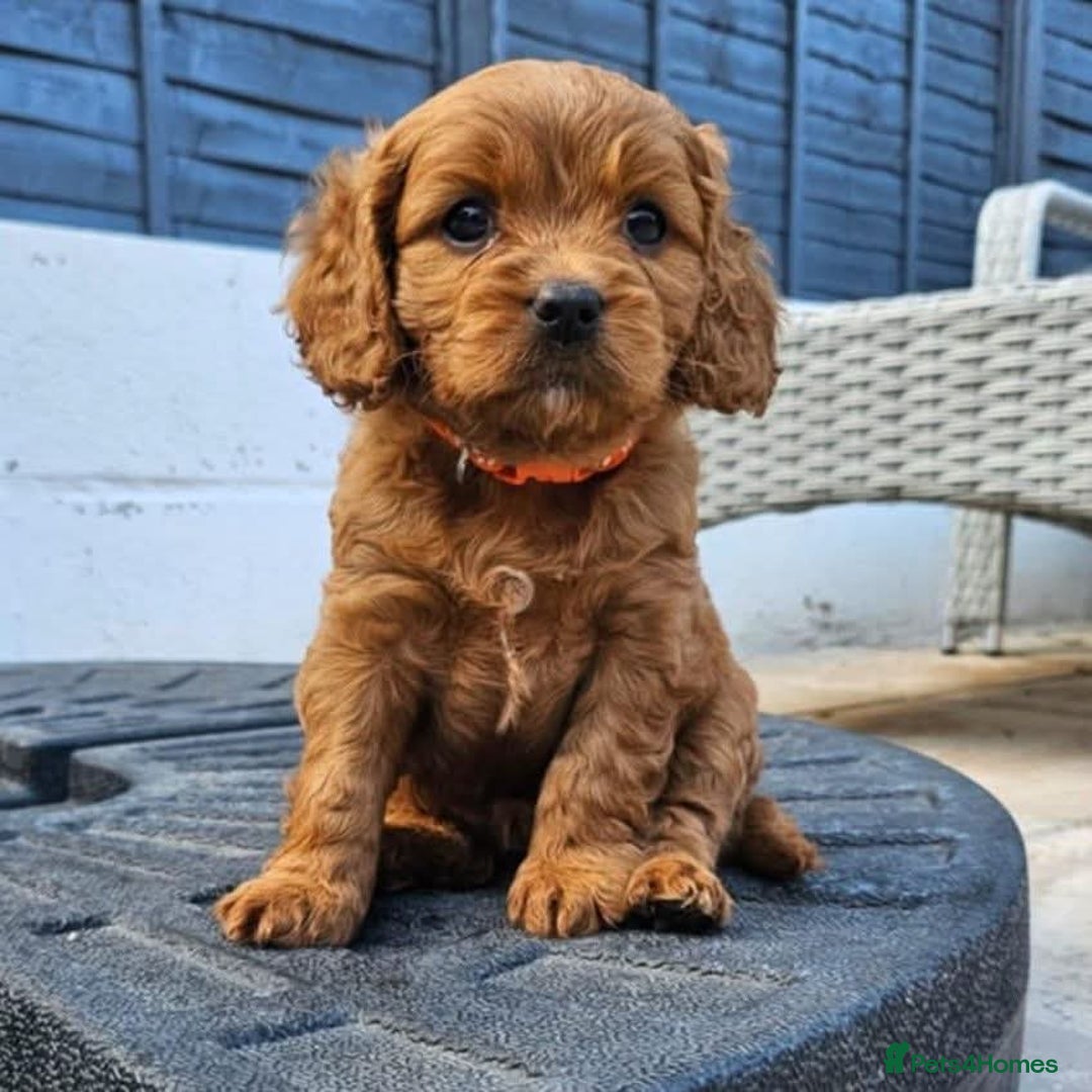 Cavapoo dogs for sale: F1B Cavapoo Puppies - Image 6