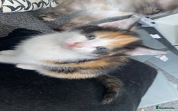 Ragdoll cats for sale: Ragdoll Kittens - Image 8