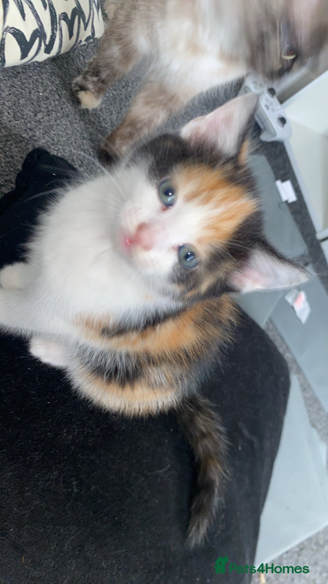 Ragdoll cats for sale: Ragdoll Kittens - Image 8