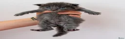 Maine Coon cats for sale: Tica Stunning Maine Coon Kittens XL Bloodlines - Advert 15