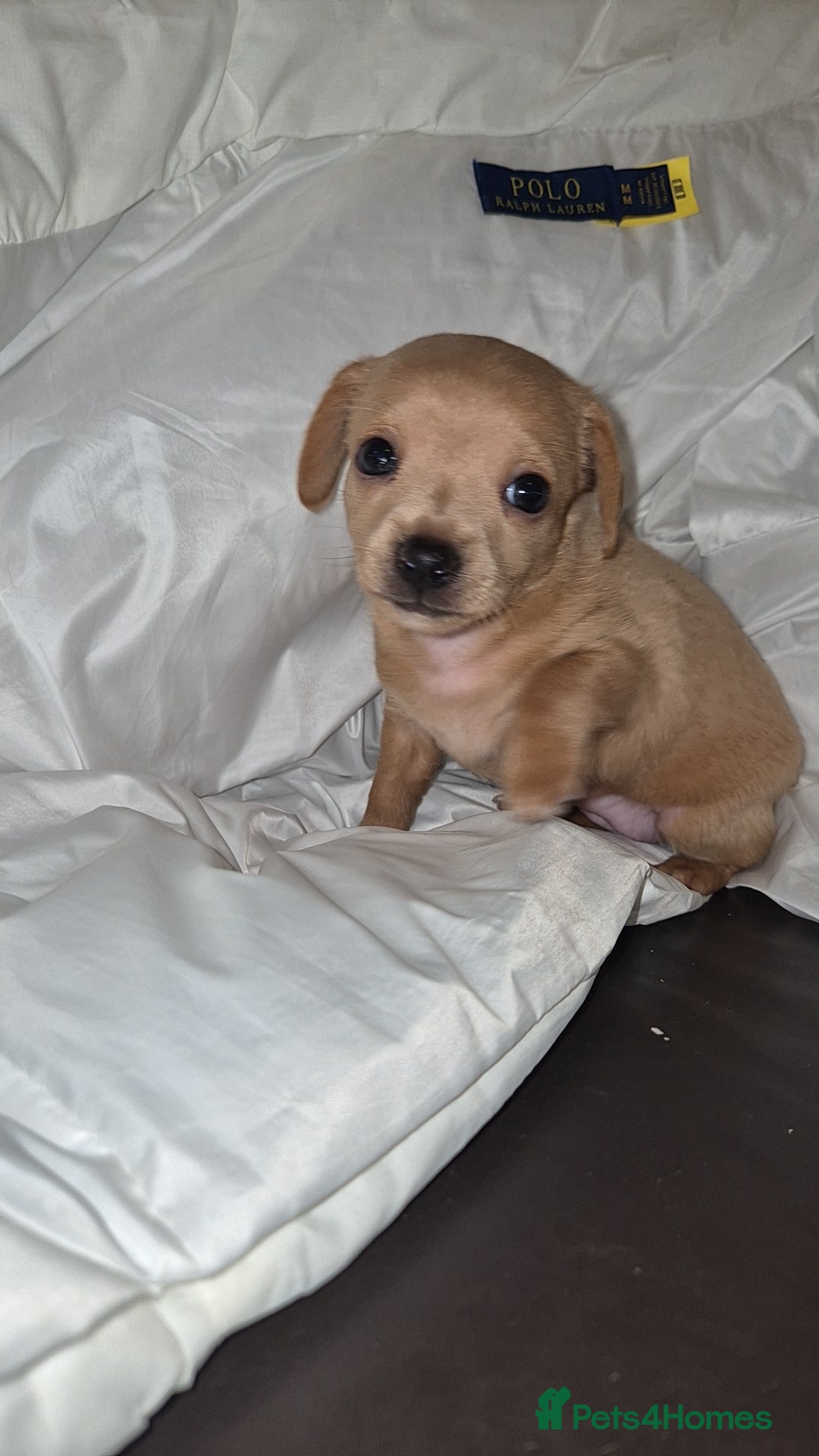 Chipoo dogs for sale: Beautiful chipoo puppys  - Advert 33