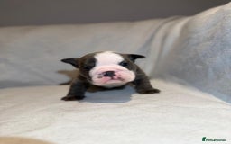 English Bulldog dogs for sale: Winnies babies - Image 6