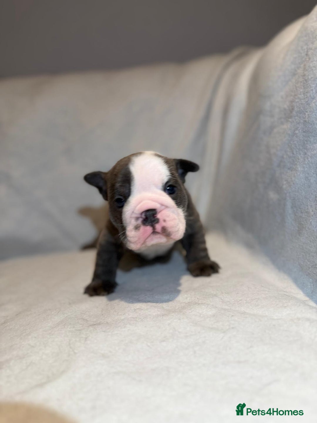 English Bulldog dogs for sale: Winnies babies - Image 6