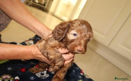Cockapoo dogs for sale: Beautiful f1b Cockapoo puppy's   - Advert 10