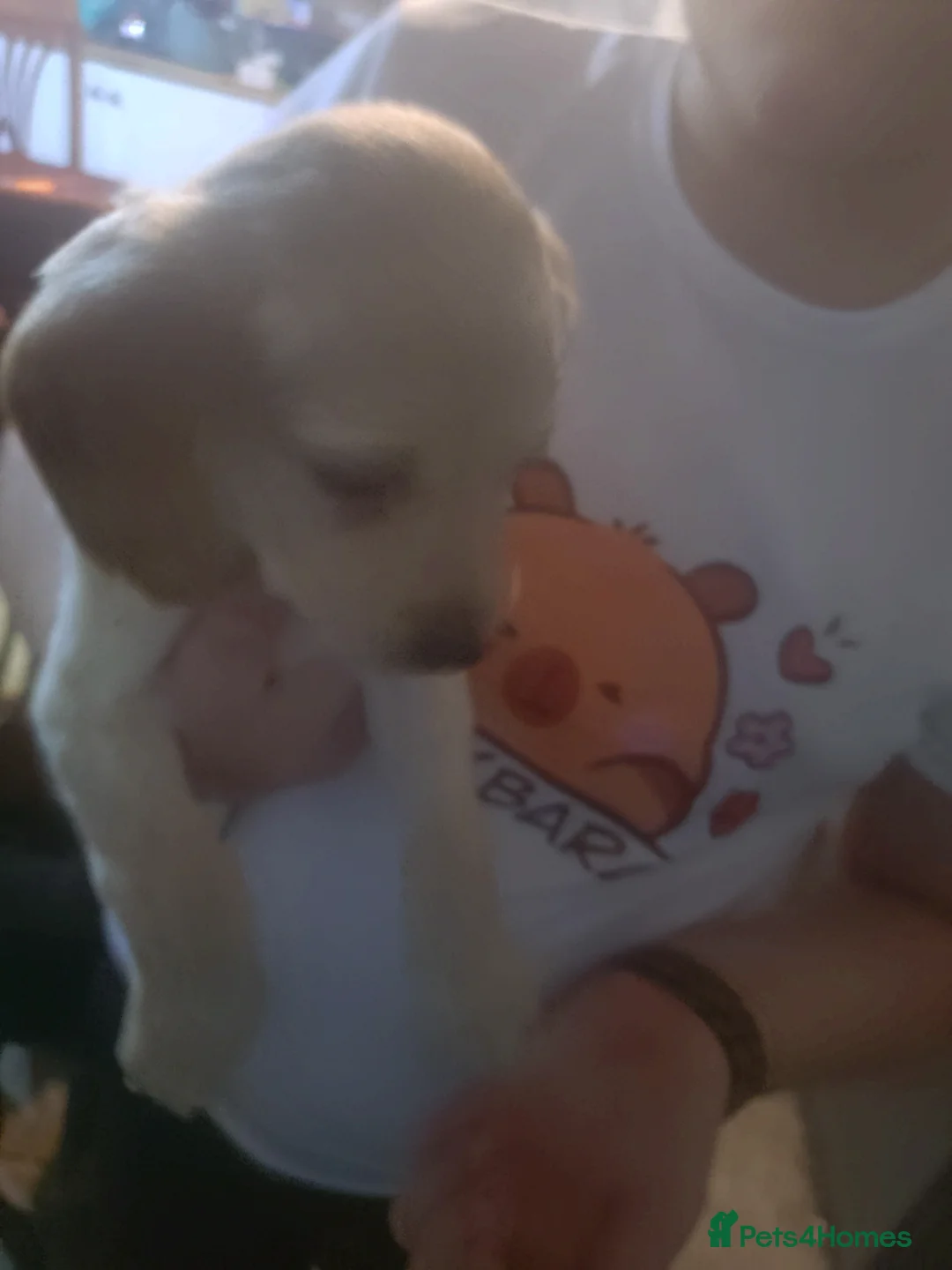 Springador dogs for sale: Springador bitch for sale  - Advert 1