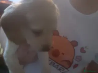 Springador dogs Springador bitch for sale - Advert 1