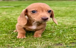 Miniature Dachshund dogs for sale: Red long haired shaded red  - Image 16