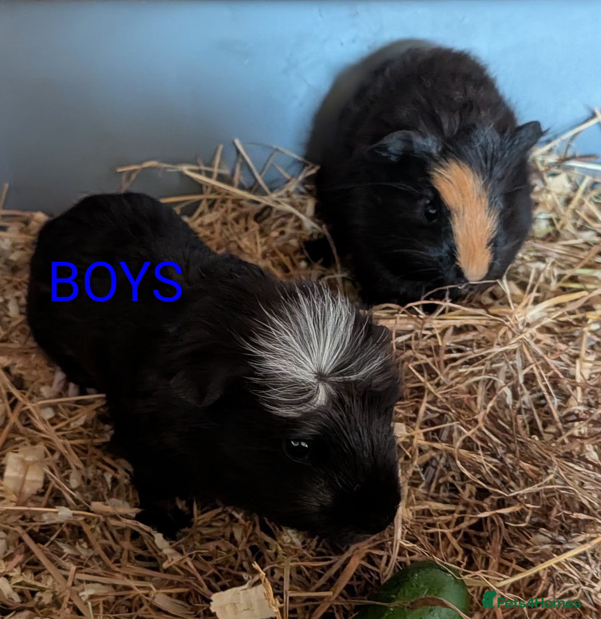 Guinea Pig rodents Beautiful Baby Guinea Pigs  - Advert 16