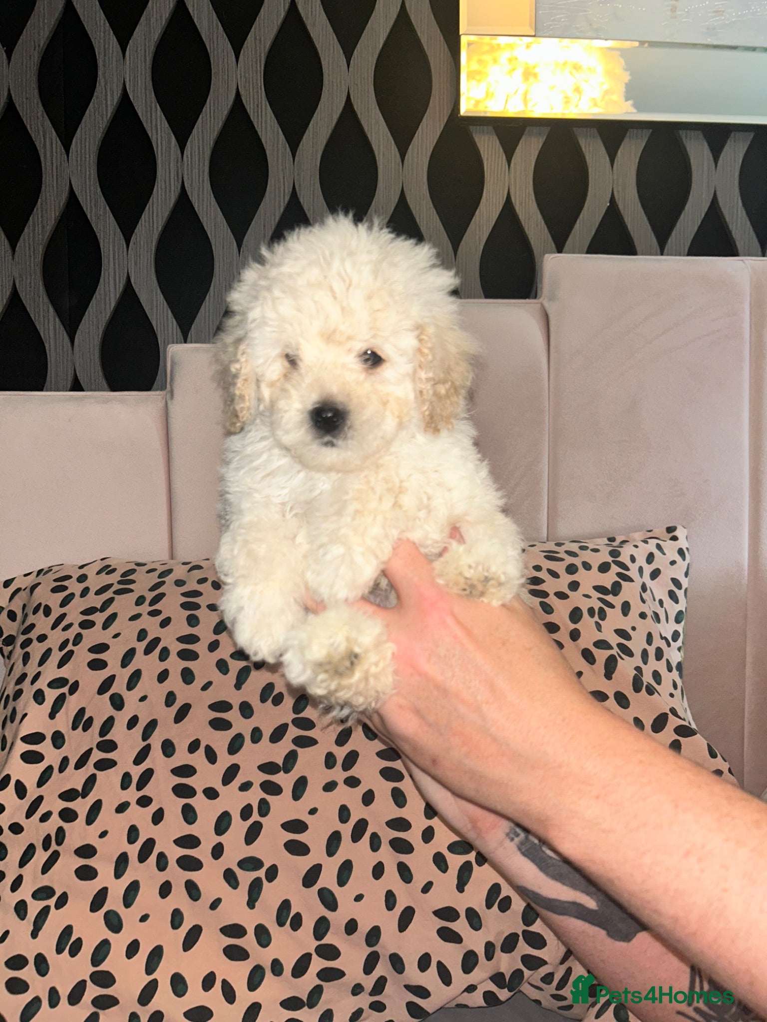 Cavapoochon dogs Exceptional Cavapoochon Boys – Elite Home-Bred - Advert 2