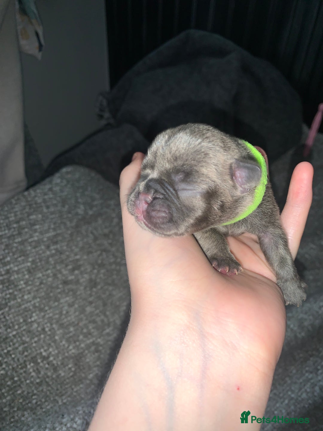 French Bulldog dogs for sale: French bulldog puppies for sale!!  - Image 23