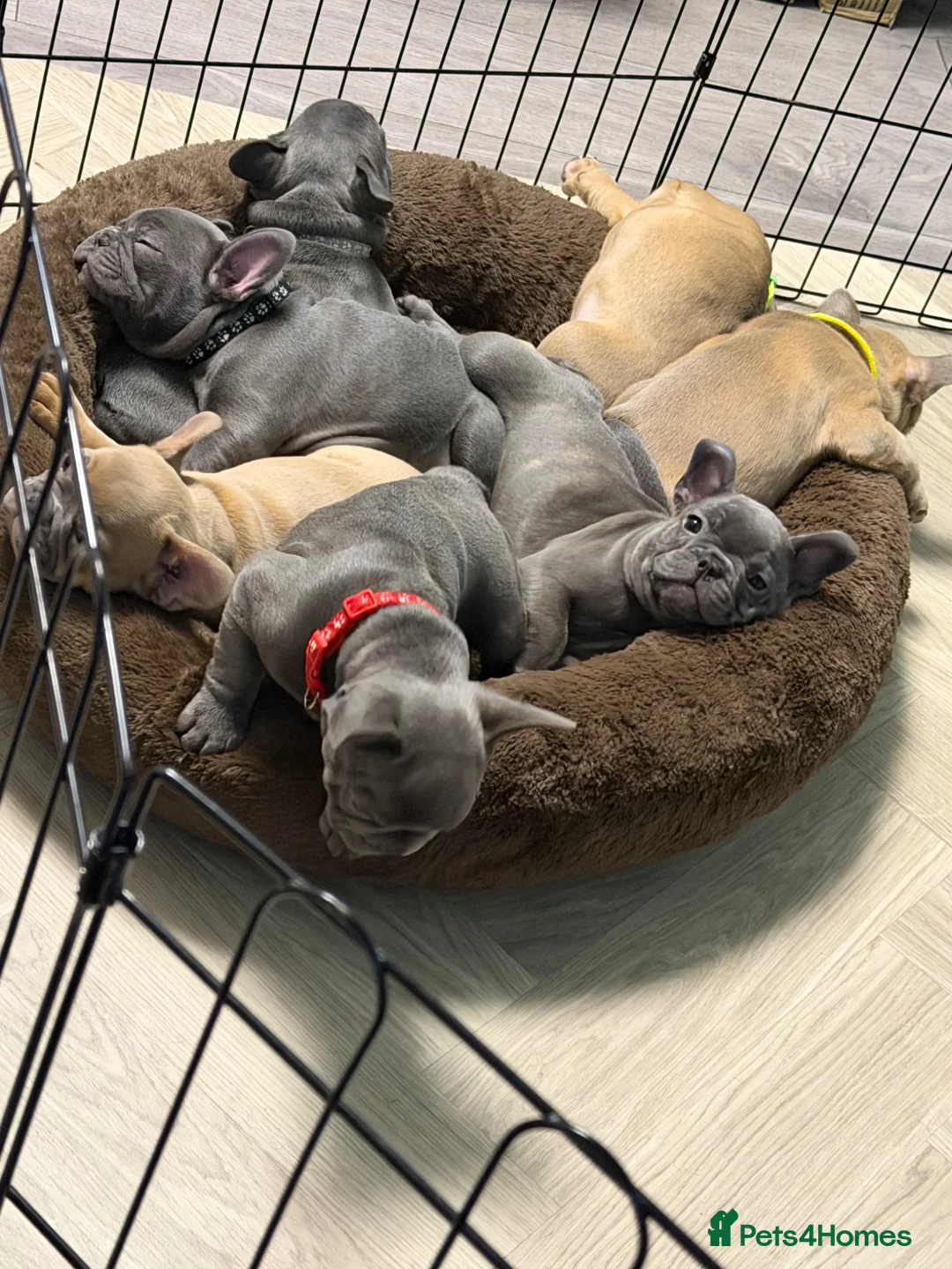 French Bulldog dogs for sale: Beautiful French Bulldog puppies - Advert 1