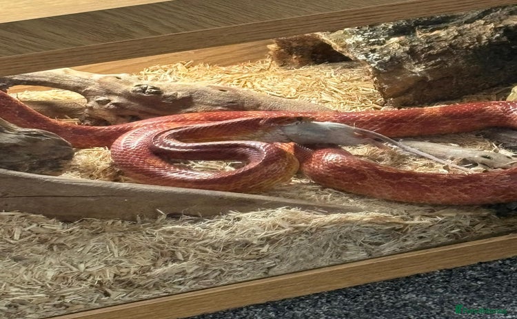 Corn Snake reptiles - Advert 1