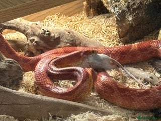 Corn Snake reptiles - Advert 28