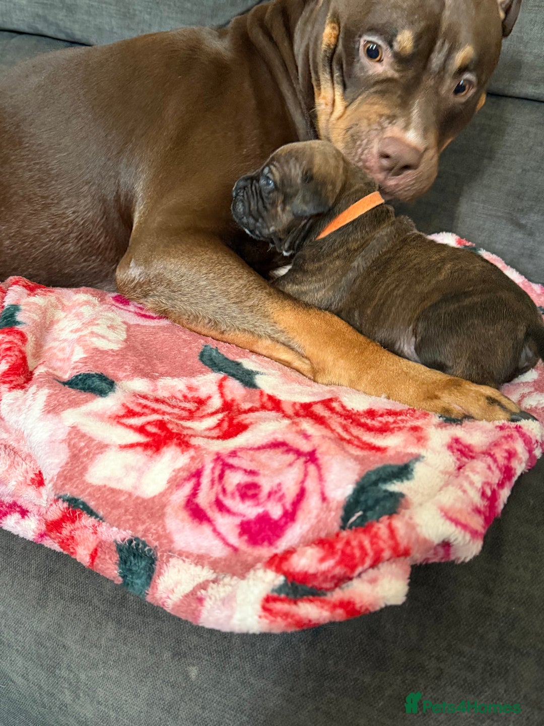 Mixed Breed dogs for sale: Beautiful Home- Reared Puppies!  - Advert 7