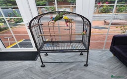 Parrots birds for sale: Alexandrian male parrot 11 months old talking - Image 3