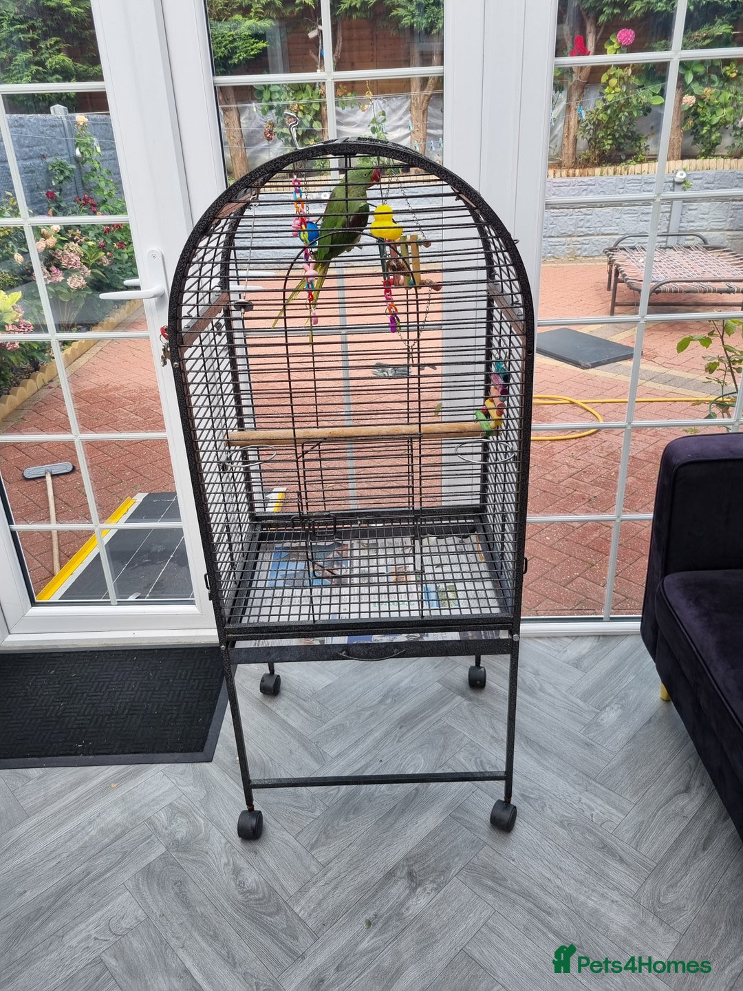 Parrots birds for sale: Alexandrian male parrot 11 months old talking - Image 3