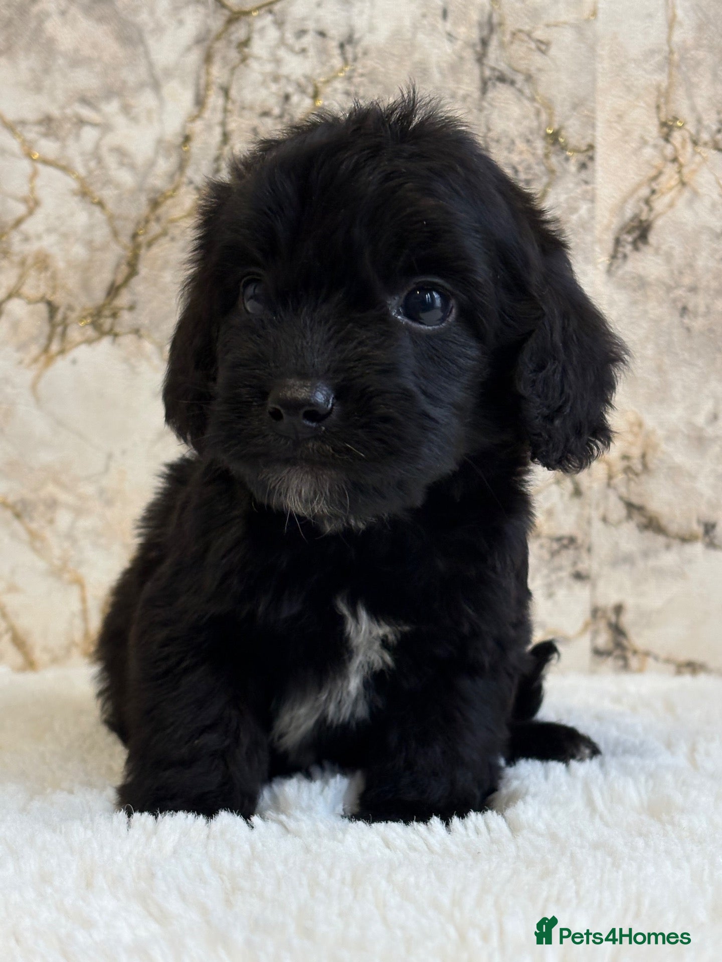 Cockapoo dogs for sale: F1 cockapoo puppies PRA FN clear - Advert 1