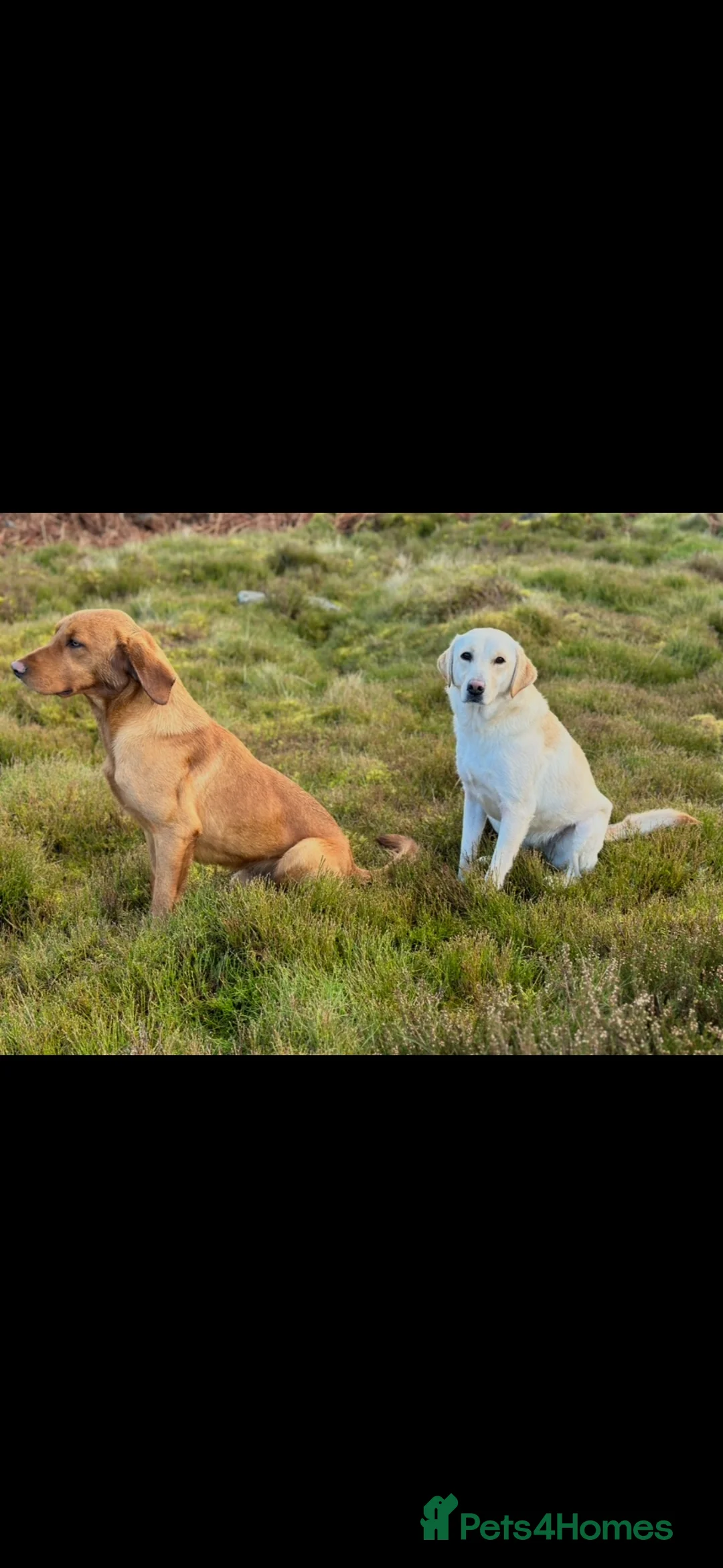 Labrador Retriever dogs for stud: Fox Red Proven KC Reg Labrador for Stud - Advert 8