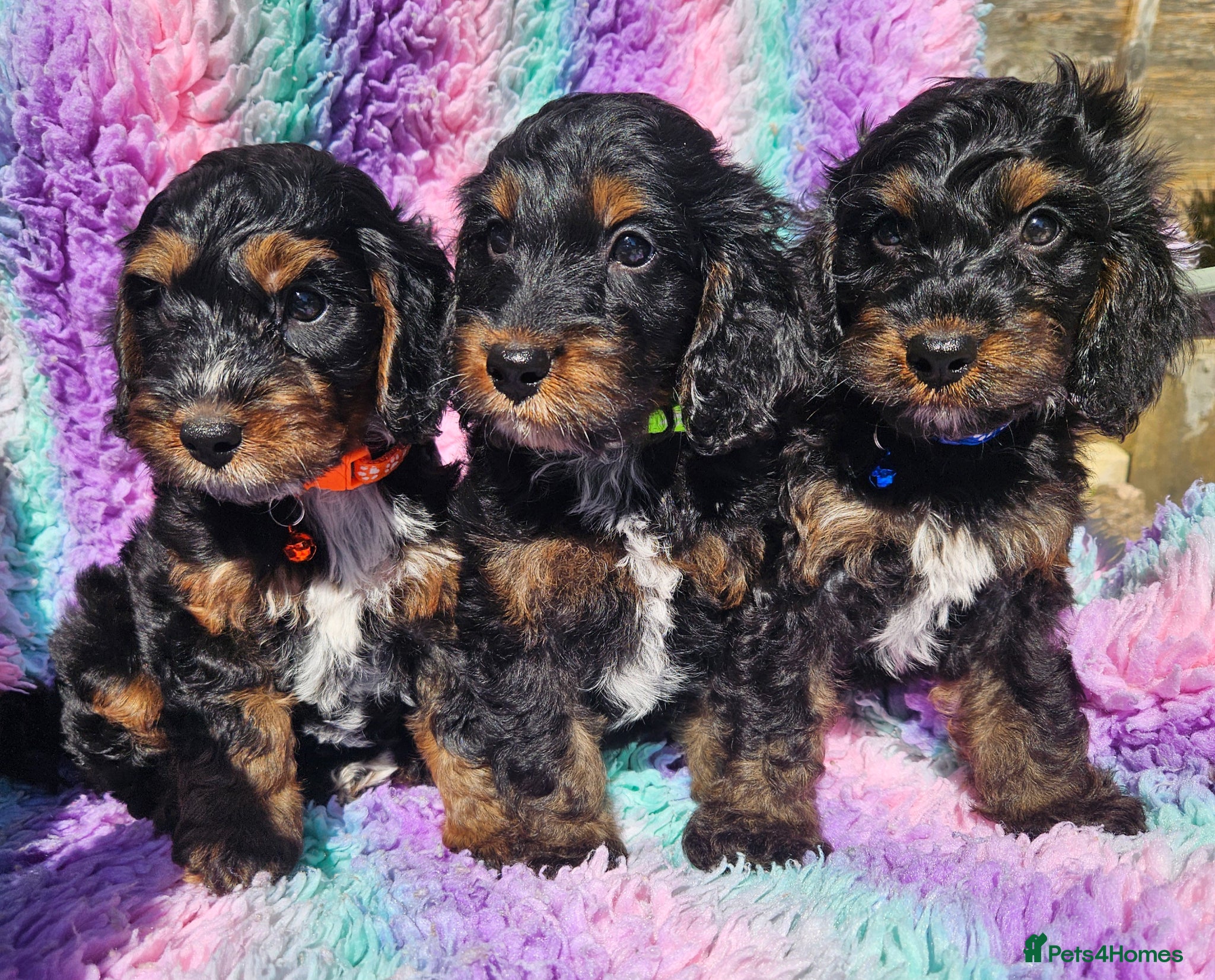 Cockapoo dogs licensed breeder, ready for their forever homes!  - Advert 1