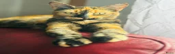 Mixed Breed cats for sale: Beautiful Kittens 🐱!!! - Advert 5